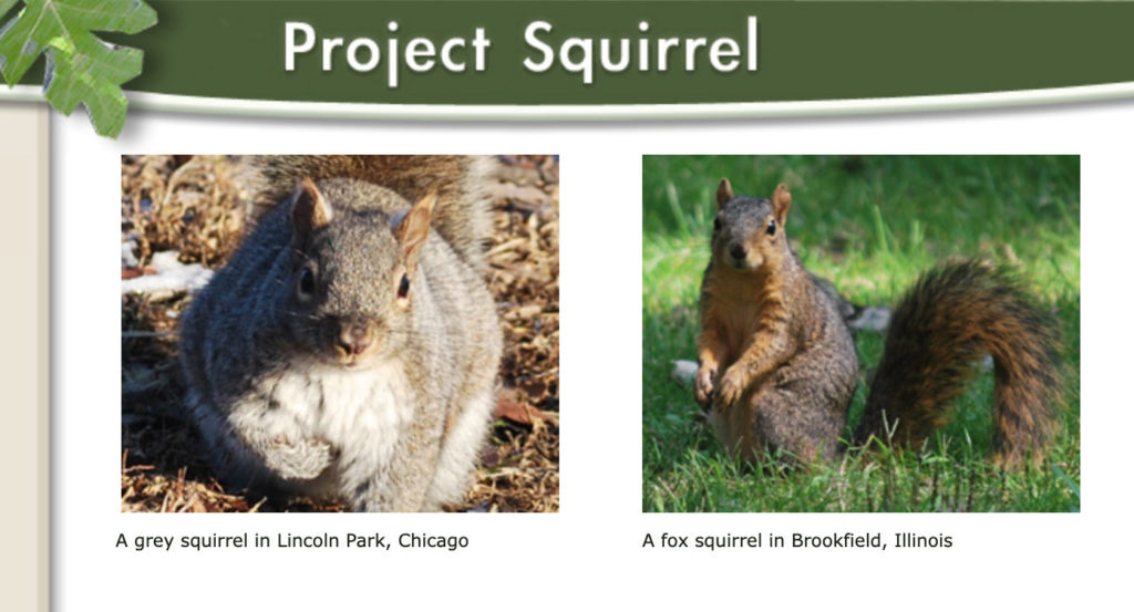 Citizen Science Sunday - Project Squirrel - Girlstart