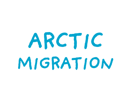 Artic Migration DeSTEMber 2024